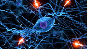 Neurogénesis: regenerar el cerebro es posible