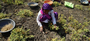 Cómo se produce el polvo de Ashwagandha en la India