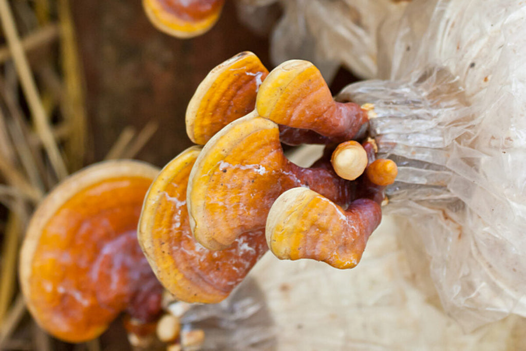 Cómo se cultiva el Reishi