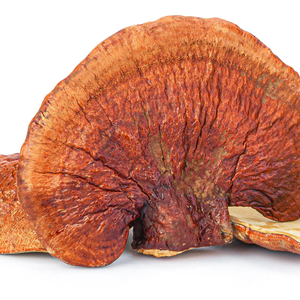 Reishi en Polvo